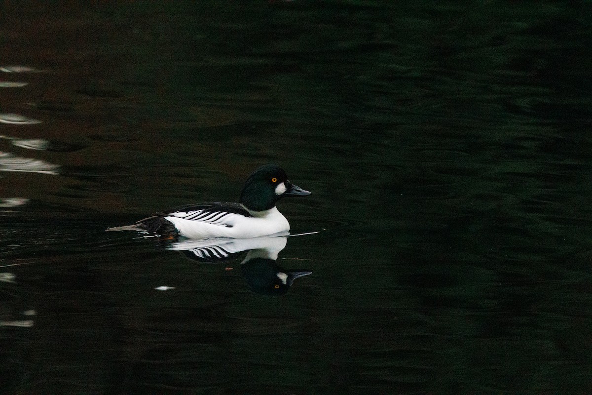 Garrot à oeil d'or - ML647519335