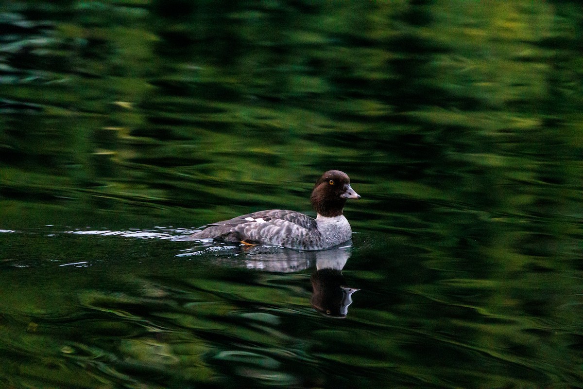 Garrot à oeil d'or - ML647519336