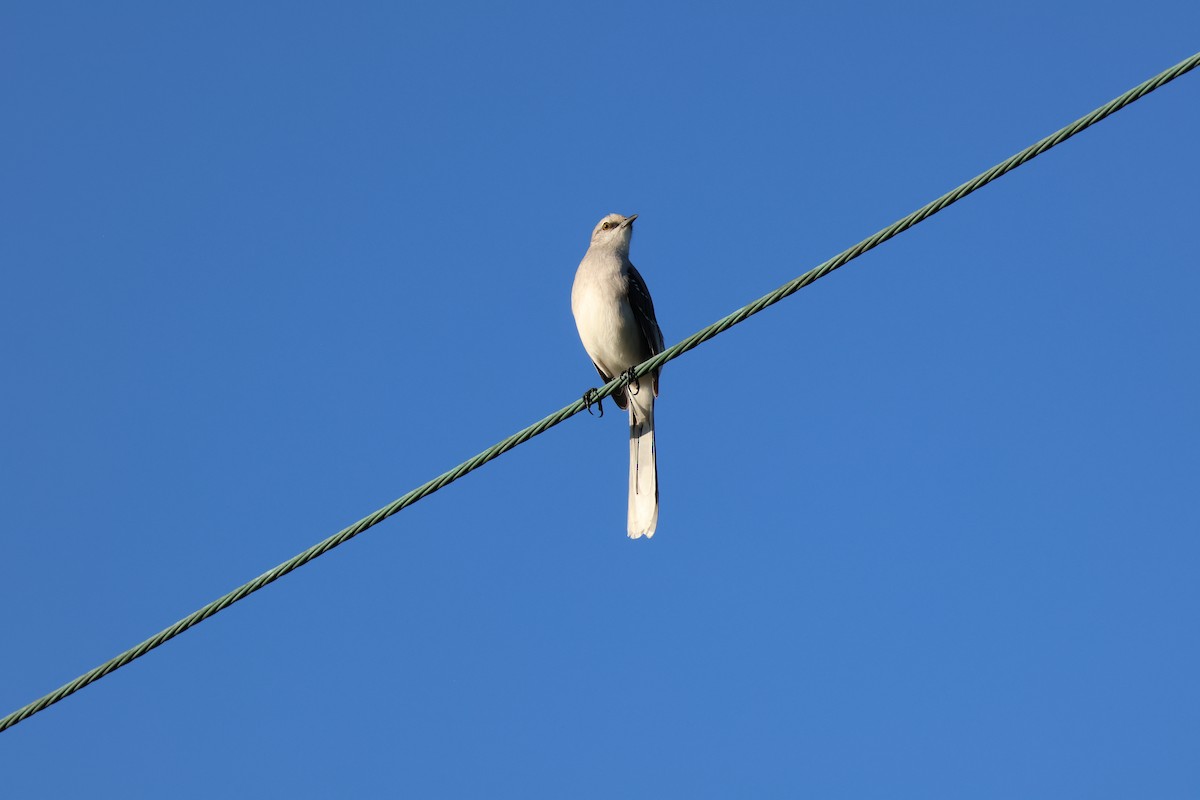 Moqueur des savanes - ML647519337