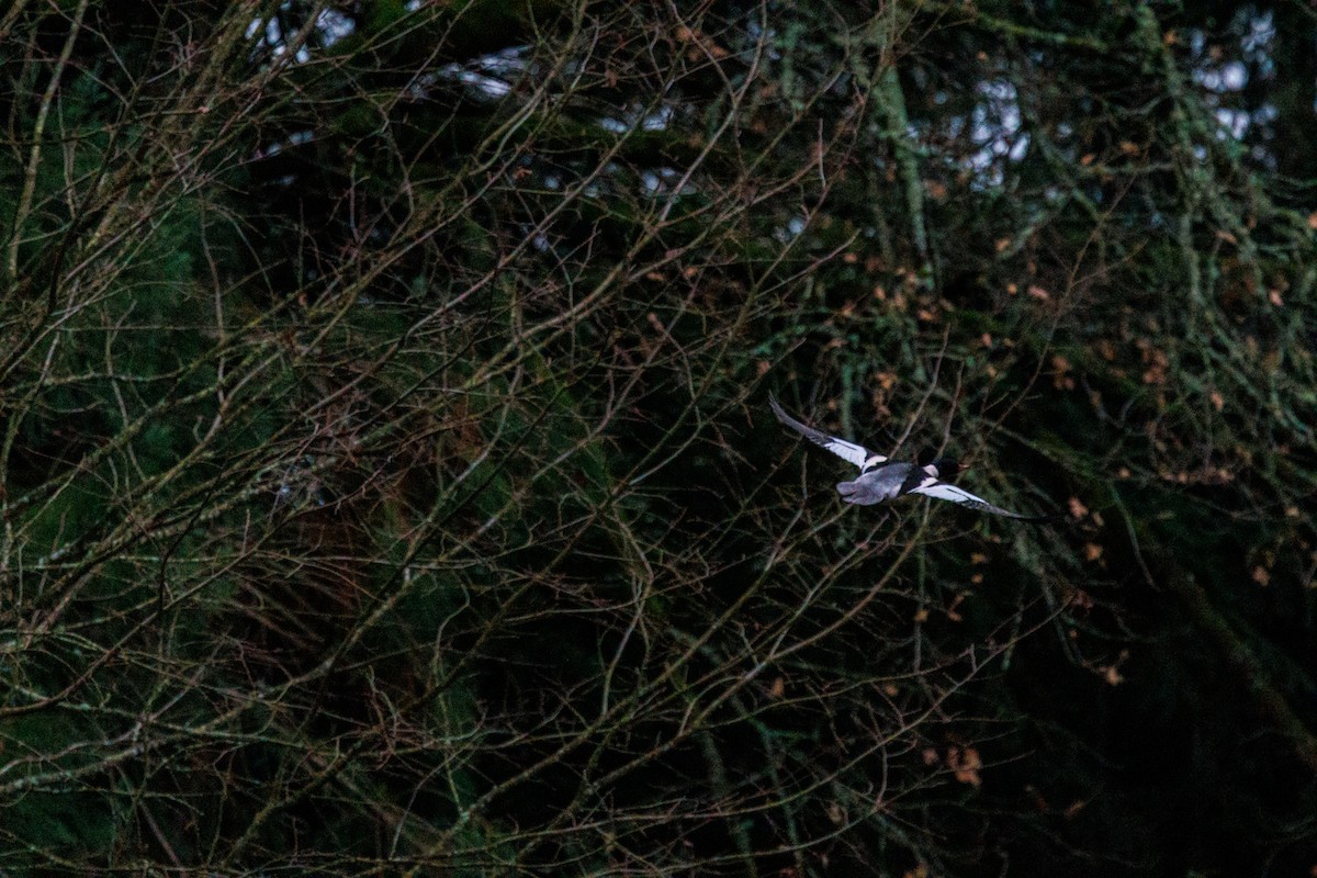 Grand Harle - ML647519338