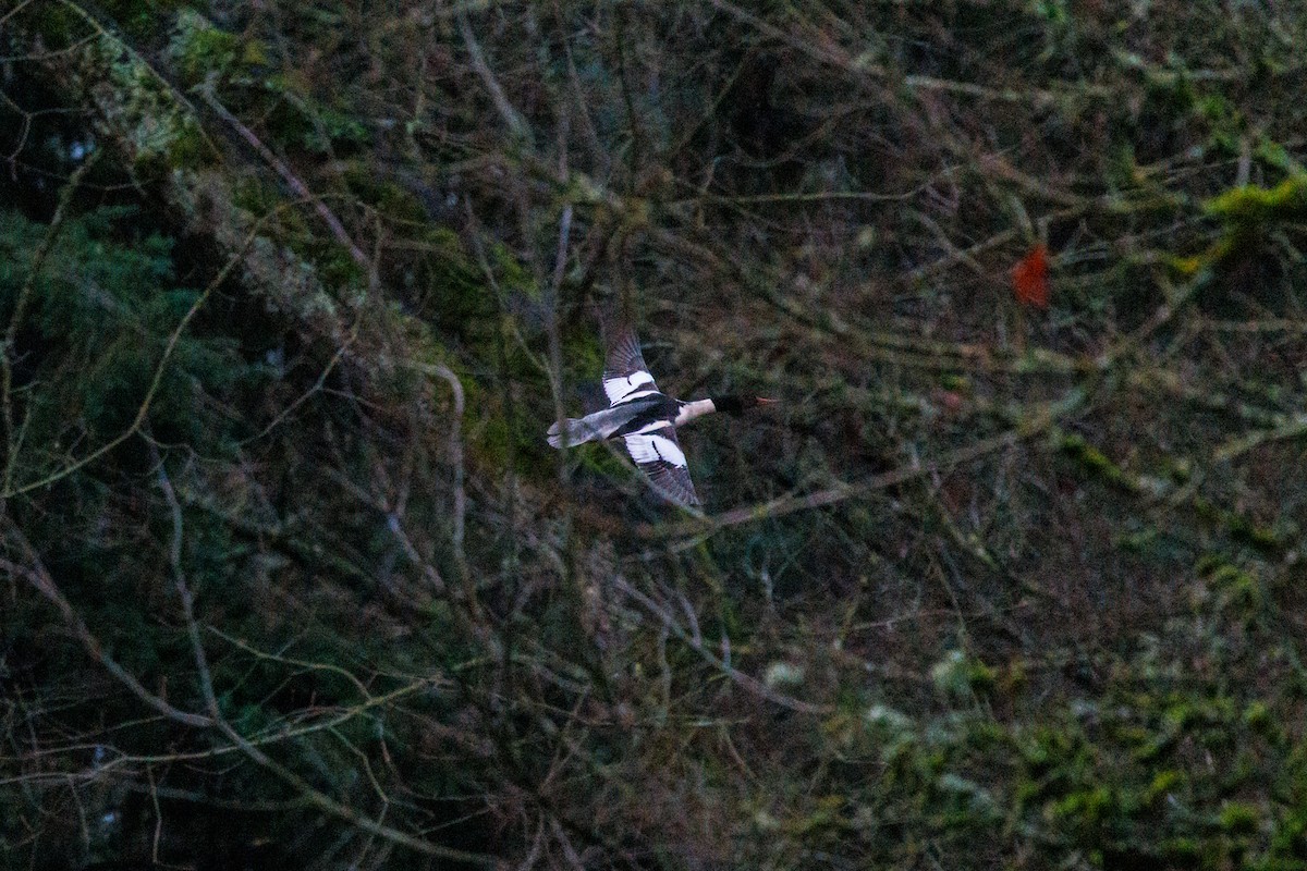 Grand Harle - ML647519339