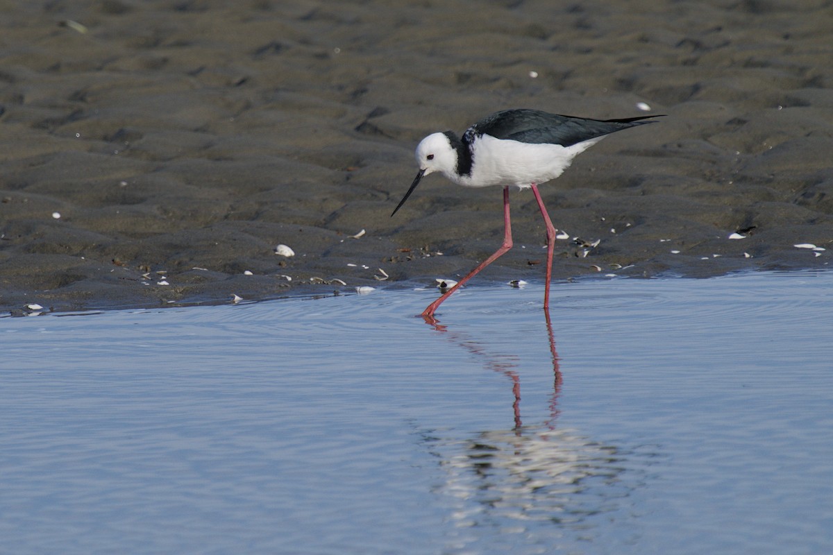 Échasse d'Australie - ML647519340