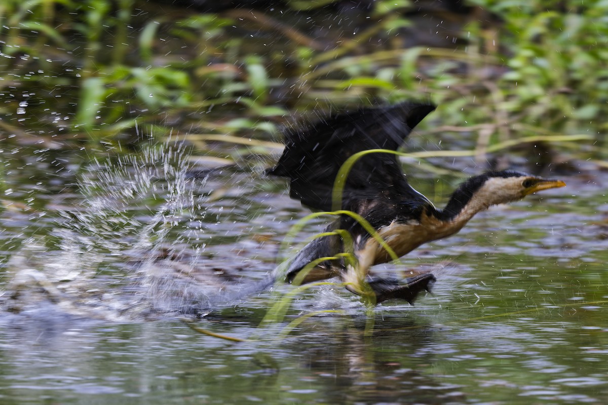 Cormoran pie - ML647519342