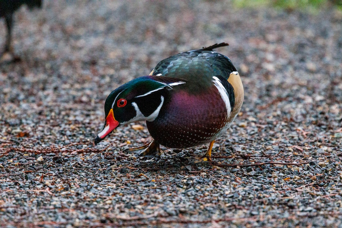 Canard branchu - ML647519343