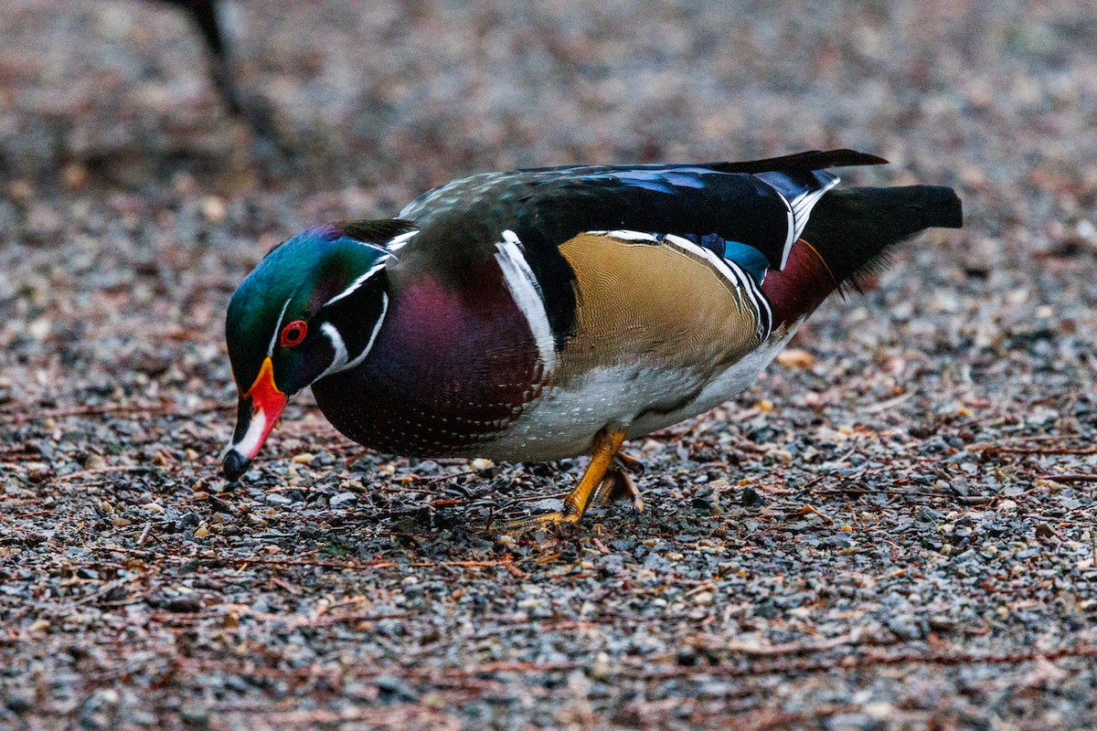 Canard branchu - ML647519344