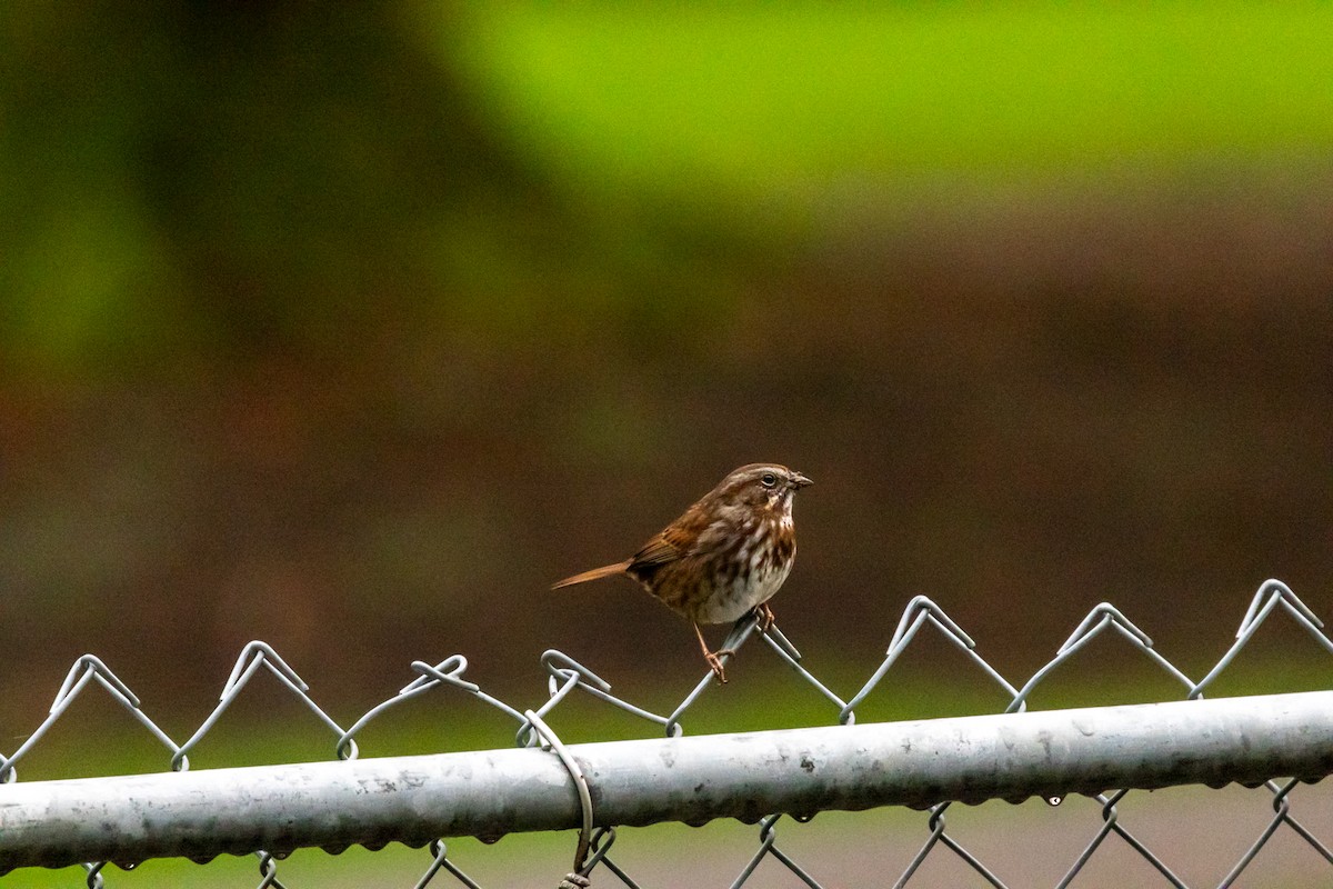 Bruant chanteur - ML647519347