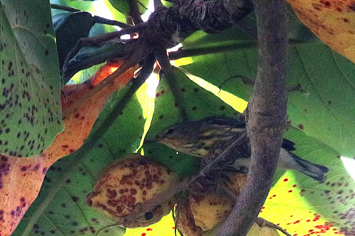 ホオアカアメリカムシクイ - ML647519363