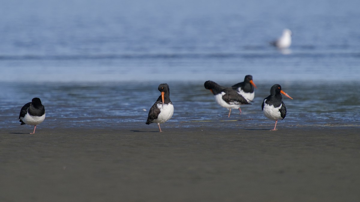 South Island Oystercatcher - ML647519374