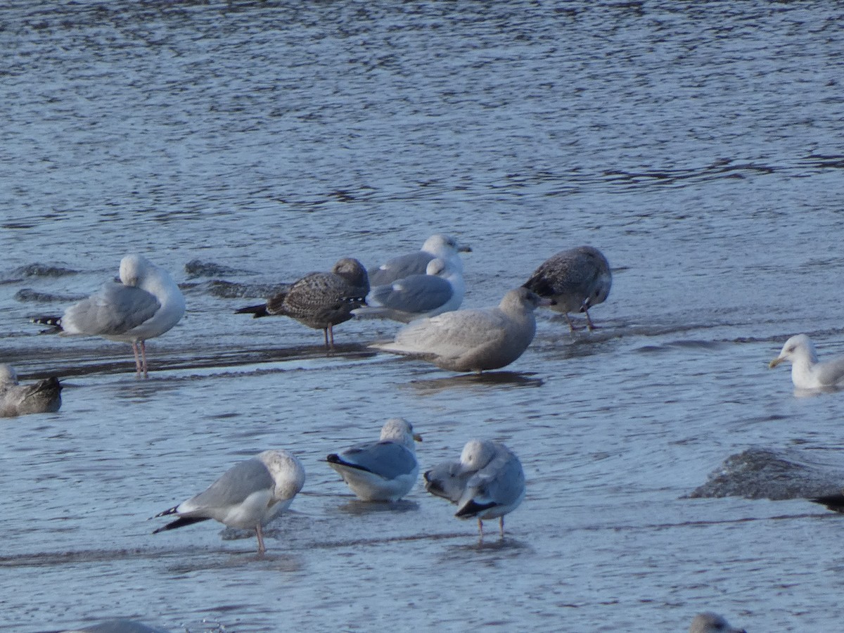 Gavión Hiperbóreo - ML647519375