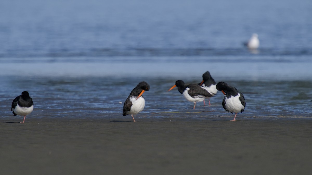 South Island Oystercatcher - ML647519378