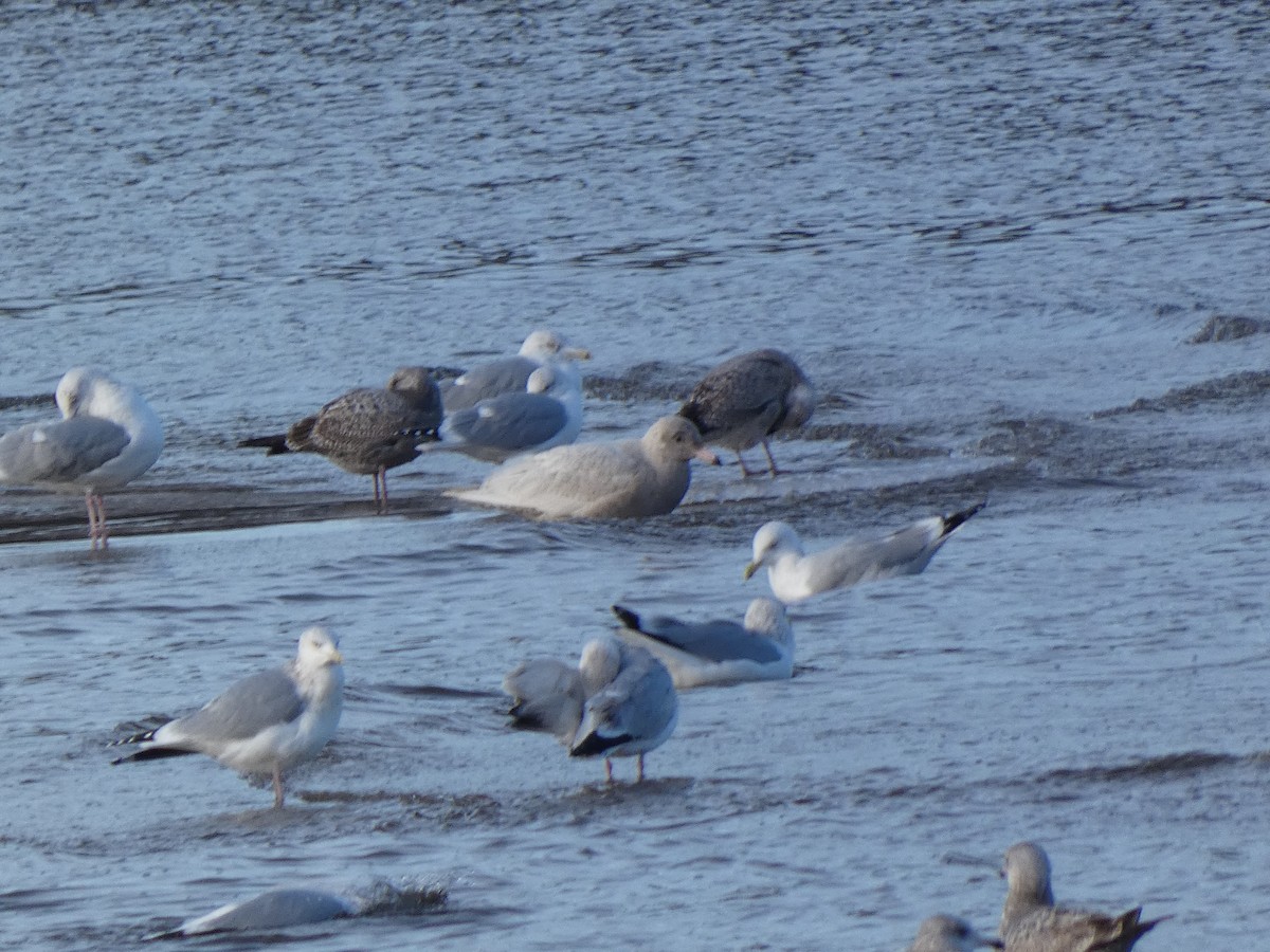 Gavión Hiperbóreo - ML647519379
