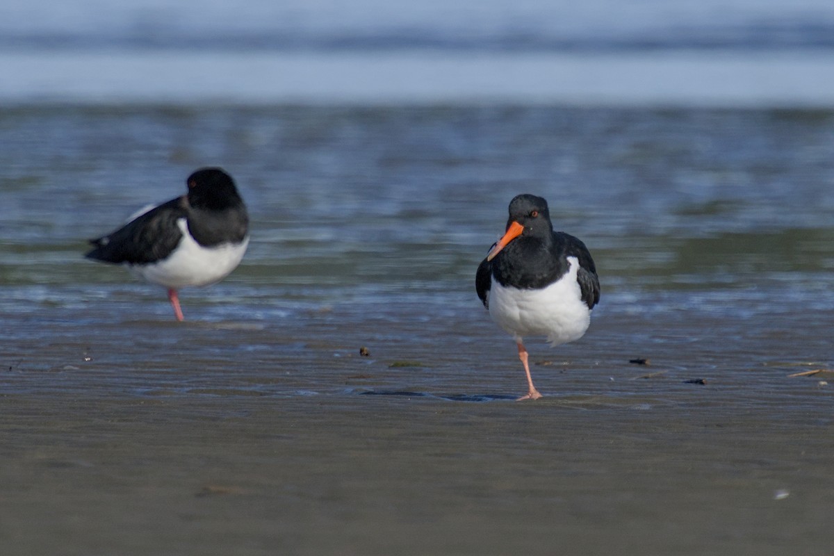 South Island Oystercatcher - ML647519392