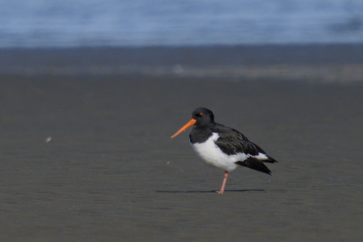 South Island Oystercatcher - ML647519399