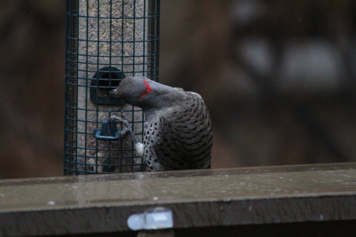 Altın Ağaçkakan - ML647519400