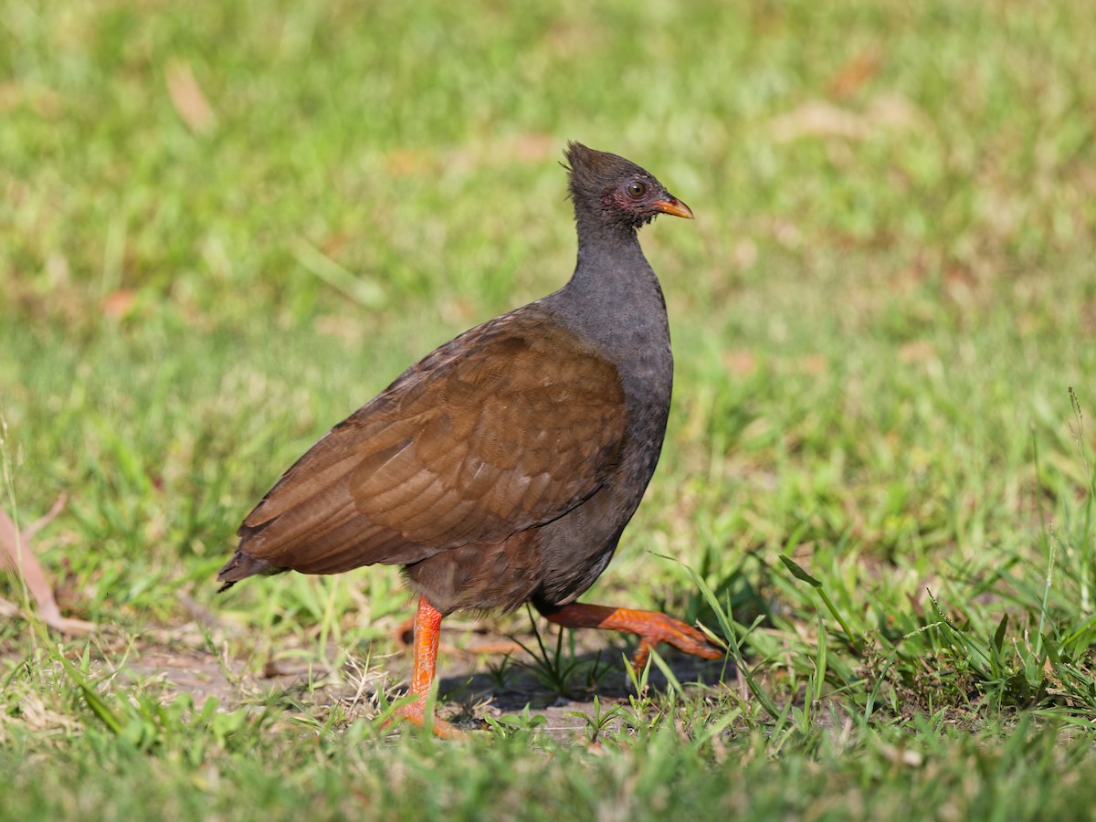 Orange-footed Megapode - ML647519408