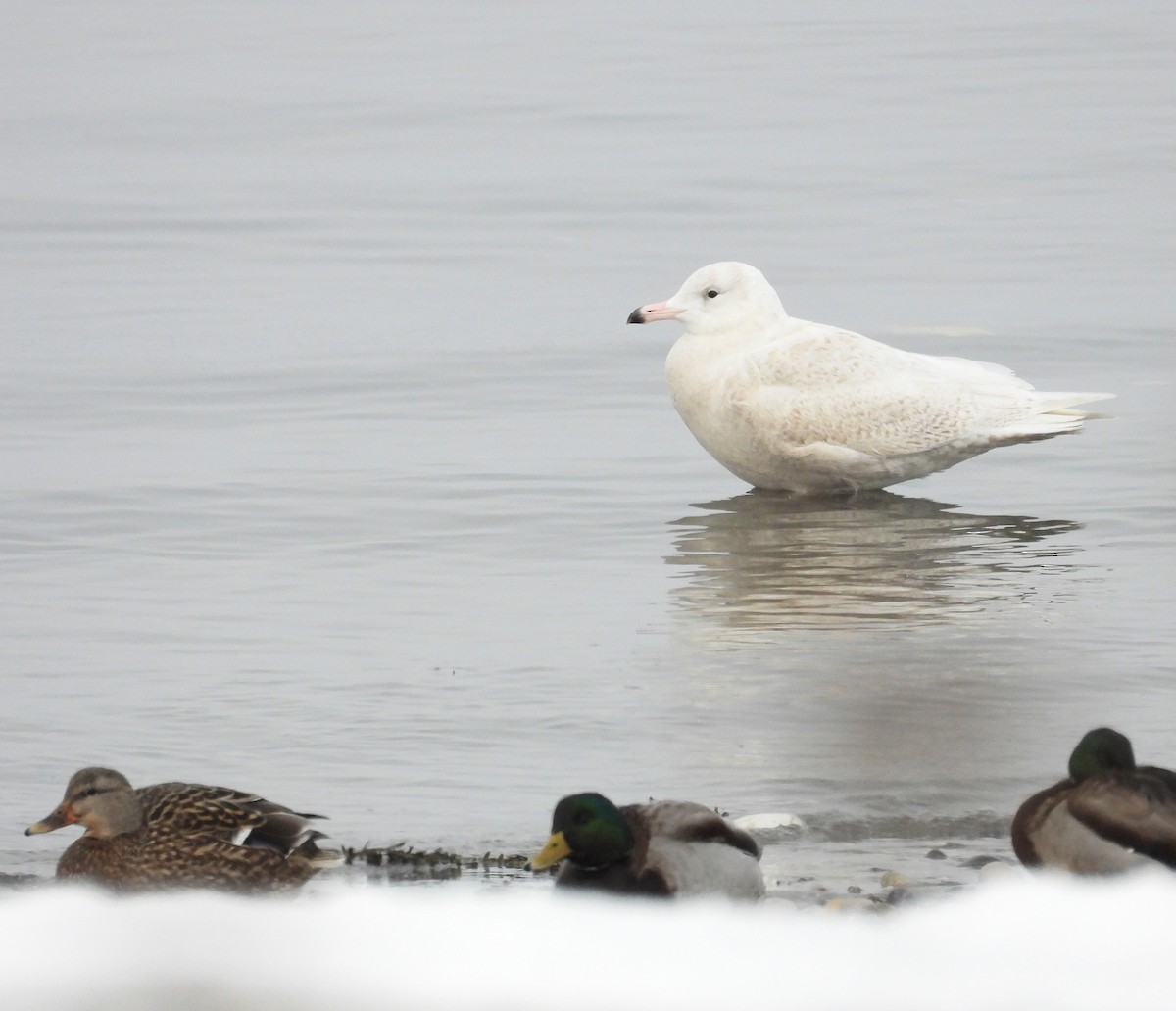 Gavión Hiperbóreo - ML647519412