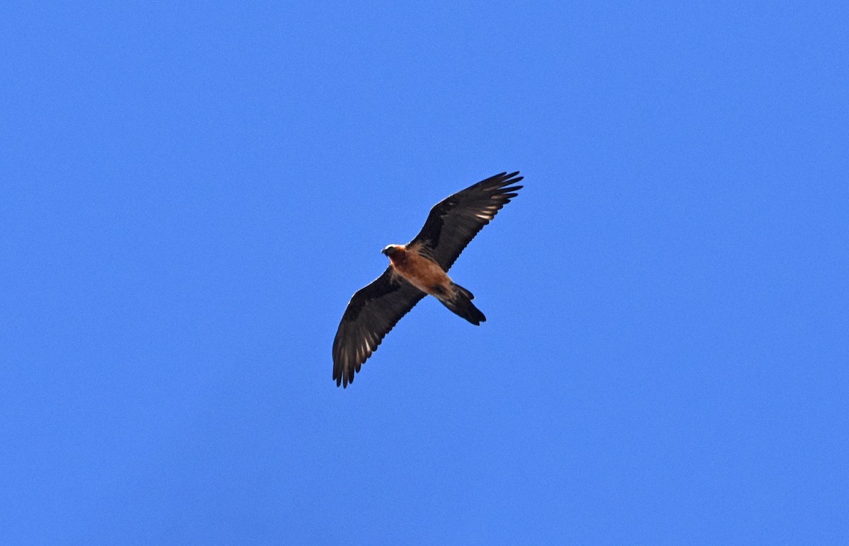 Bearded Vulture - ML647519421