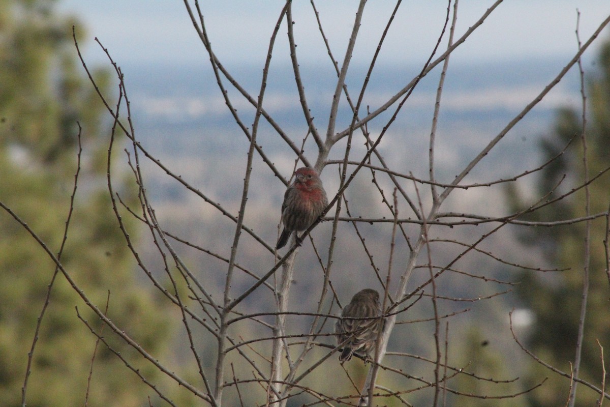 Ev Çütresi - ML647519422