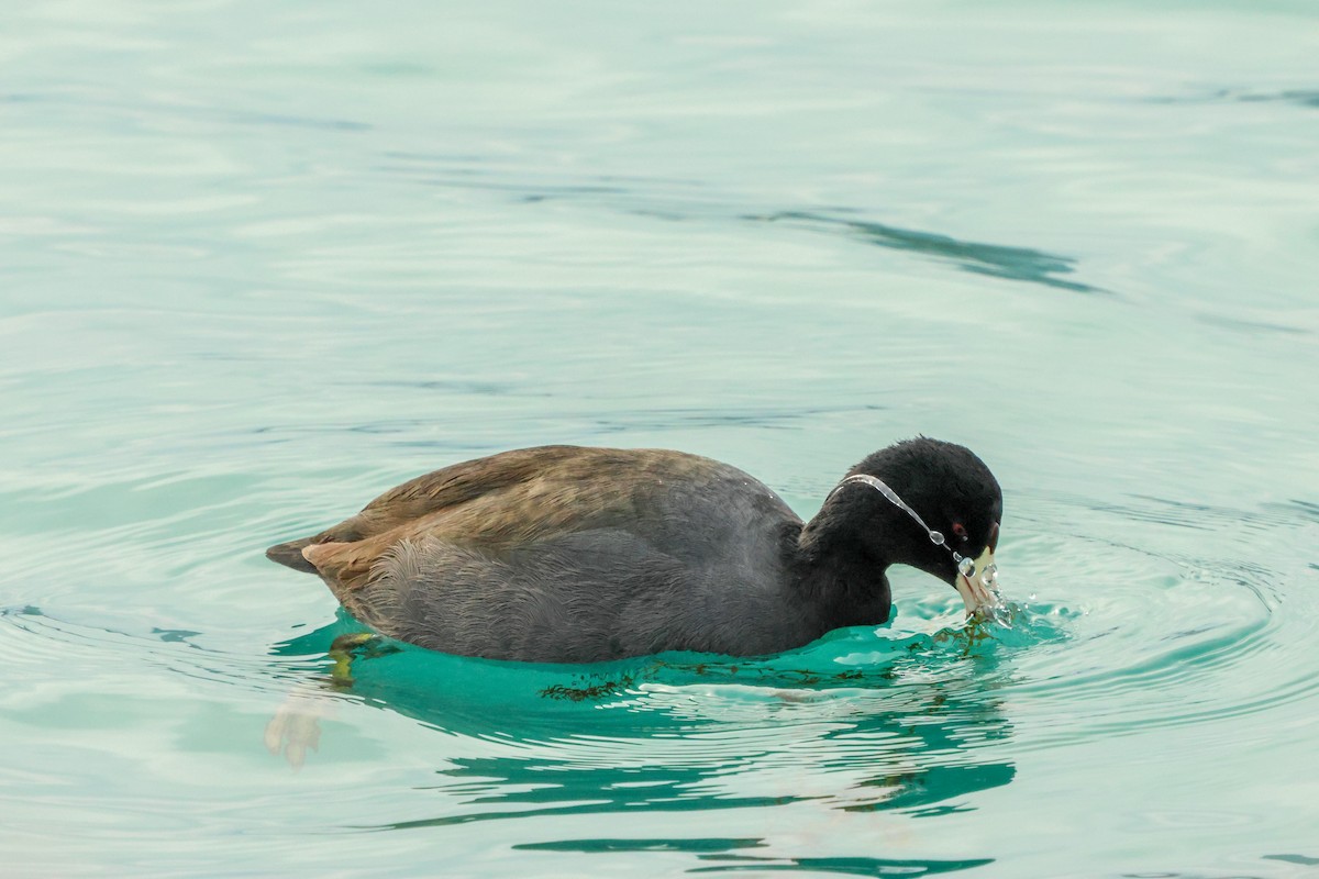 American Coot - ML647519426
