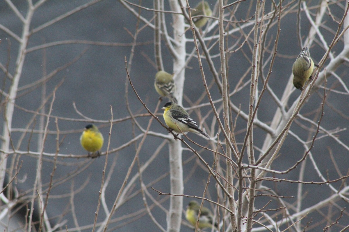 Sarı-Siyah İskete - ML647519434