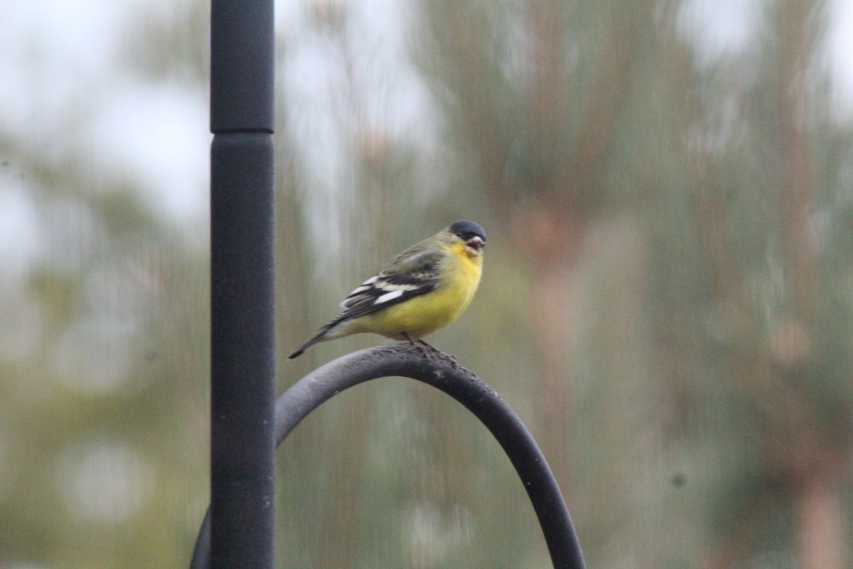 Sarı-Siyah İskete - ML647519435