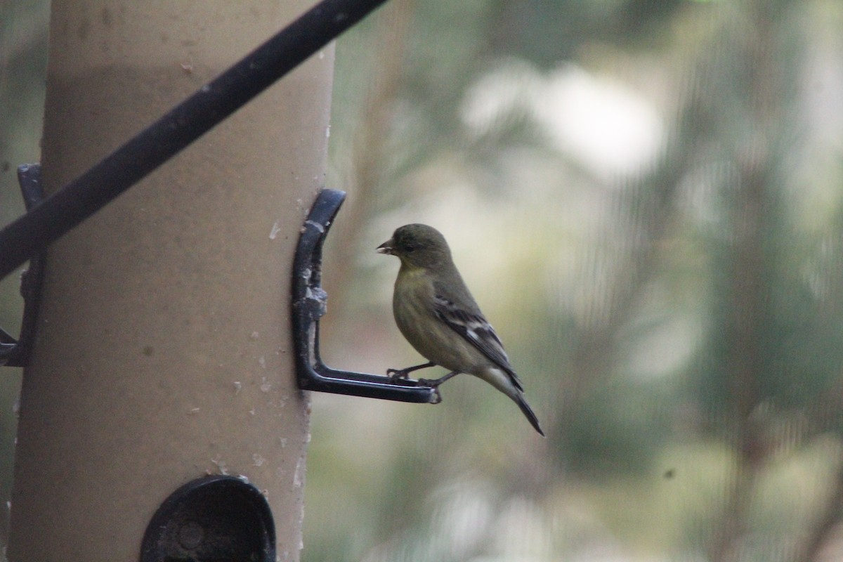 Sarı-Siyah İskete - ML647519436