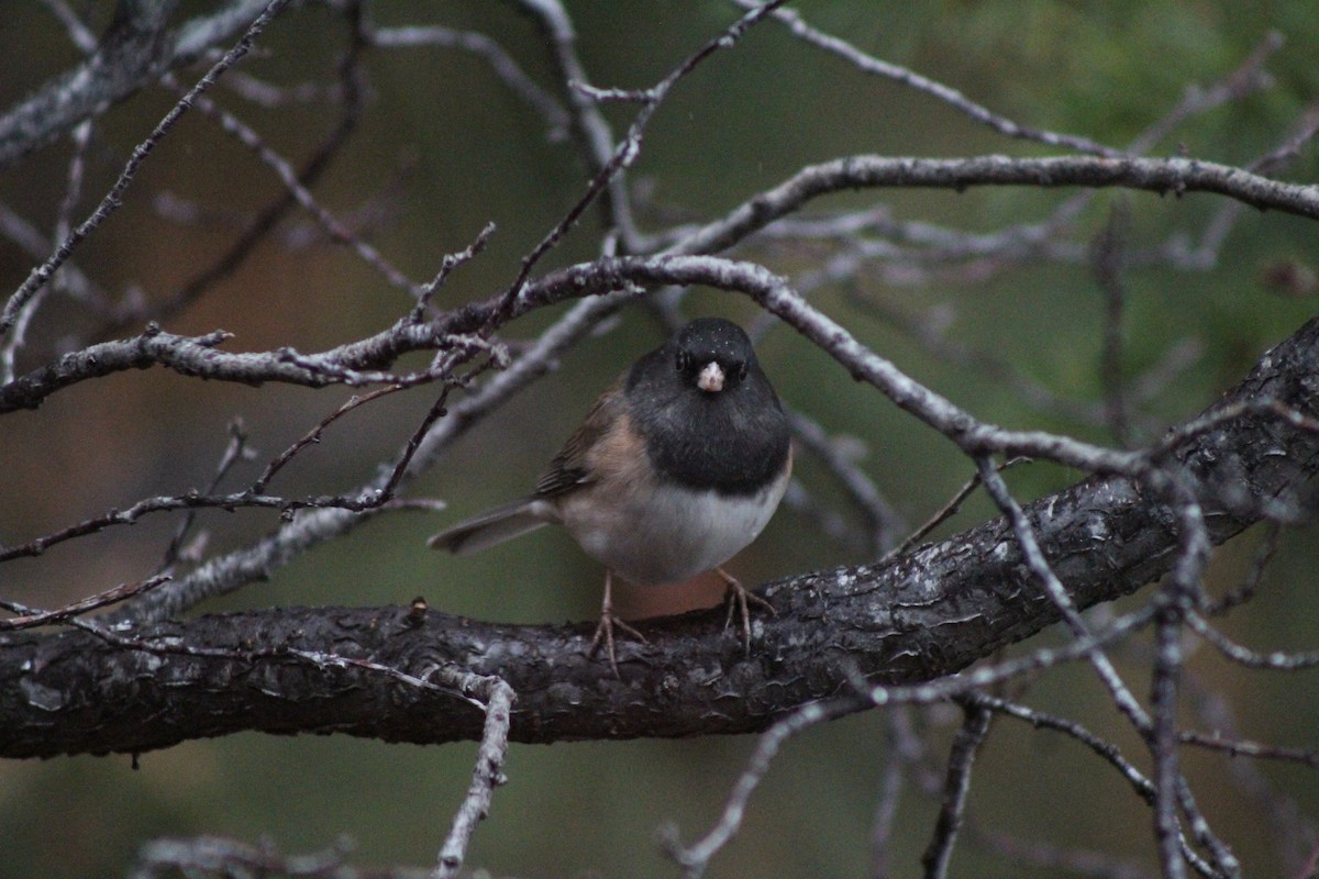 Kara Gözlü Junko - ML647519443