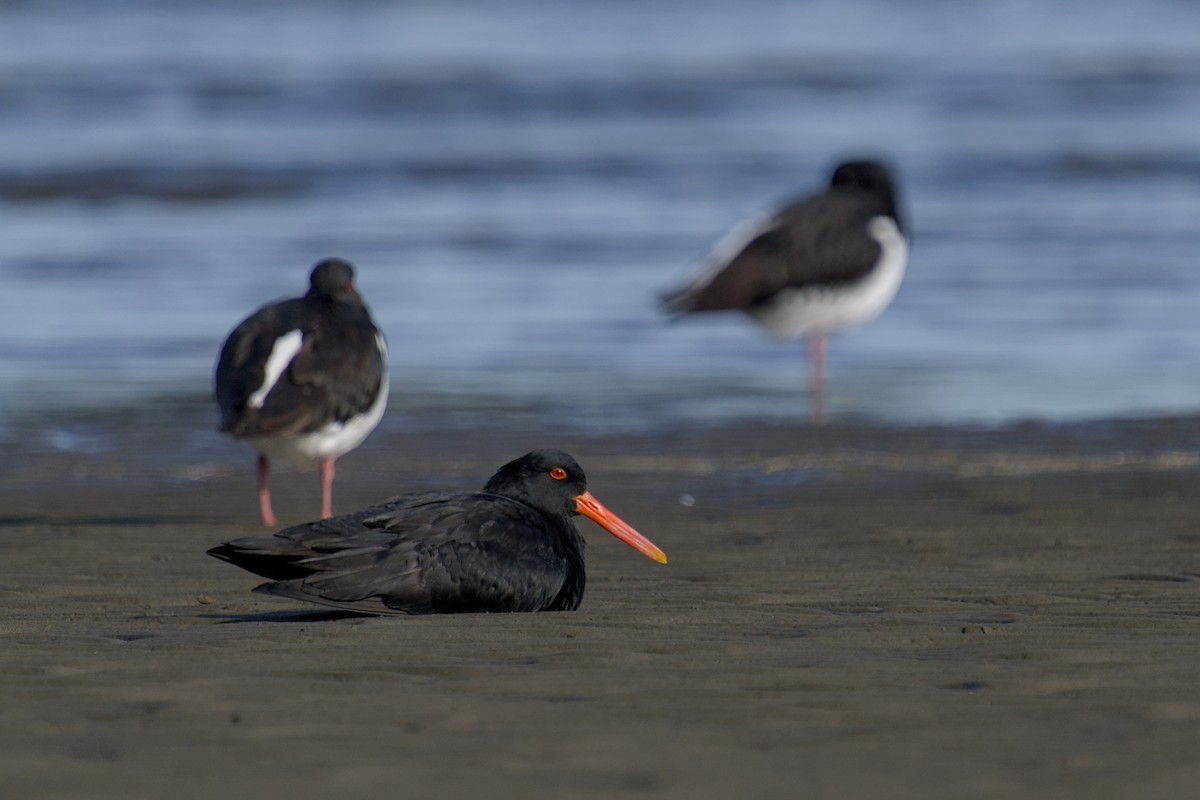 Yeni Zelanda Kara Poyrazkuşu - ML647519453