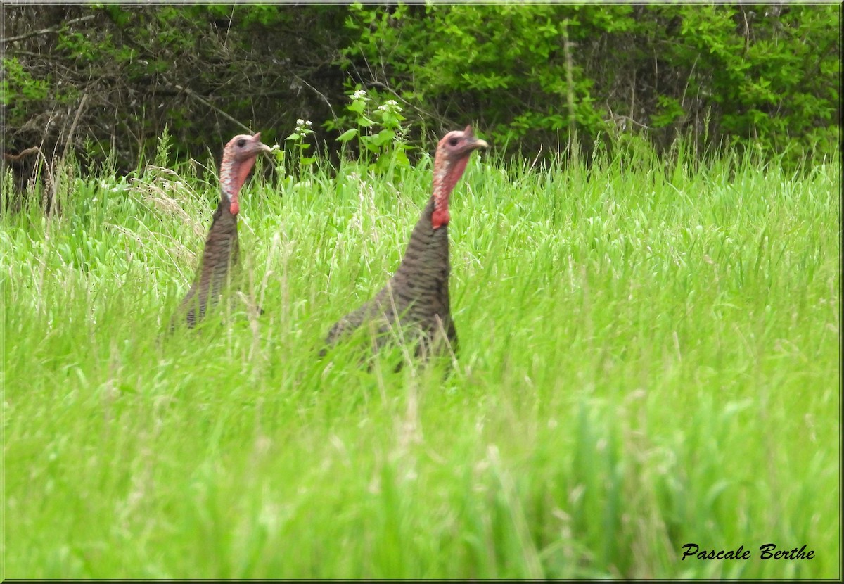 Yabani Hindi - ML647519455