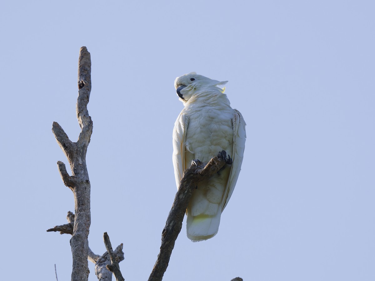 Büyük Sülfür Kakadusu - ML647519457