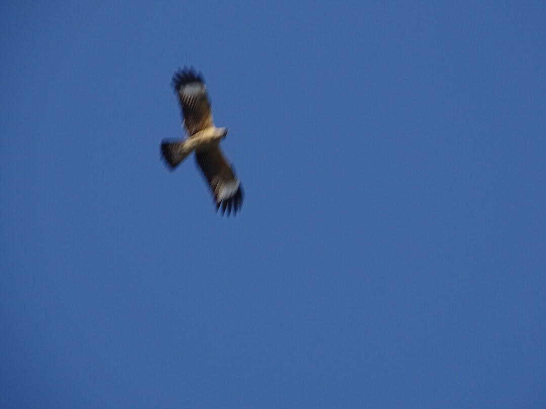 Sarı Başlı Karakara - ML647519459