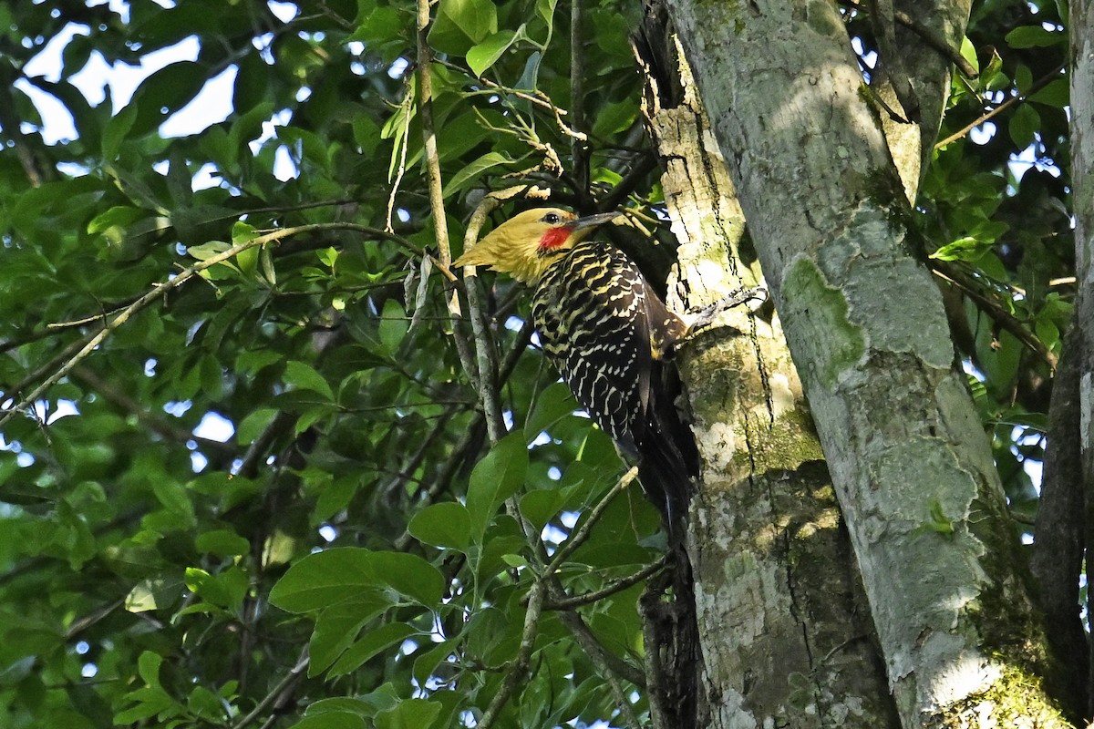 Sarışın Ağaçkakan - ML647519461