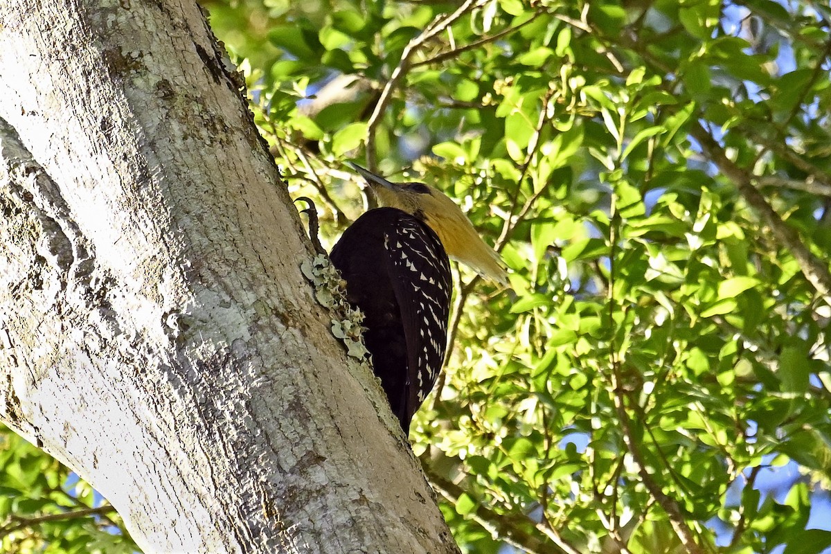 Sarışın Ağaçkakan - ML647519462