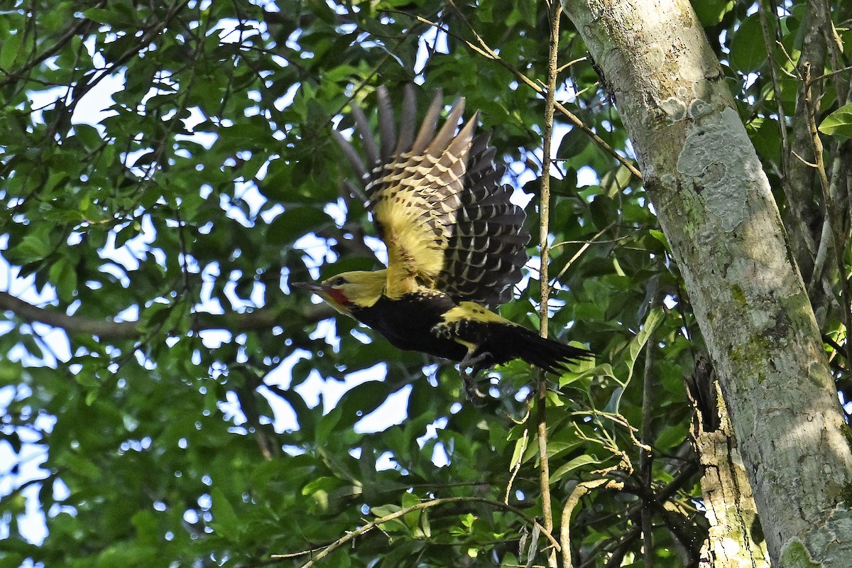 Sarışın Ağaçkakan - ML647519463