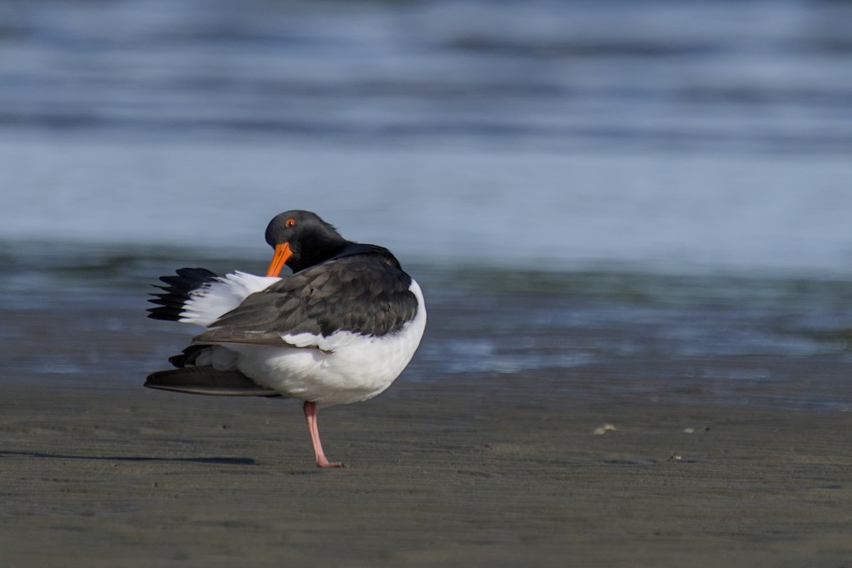 Güney Adası Poyrazkuşu - ML647519464