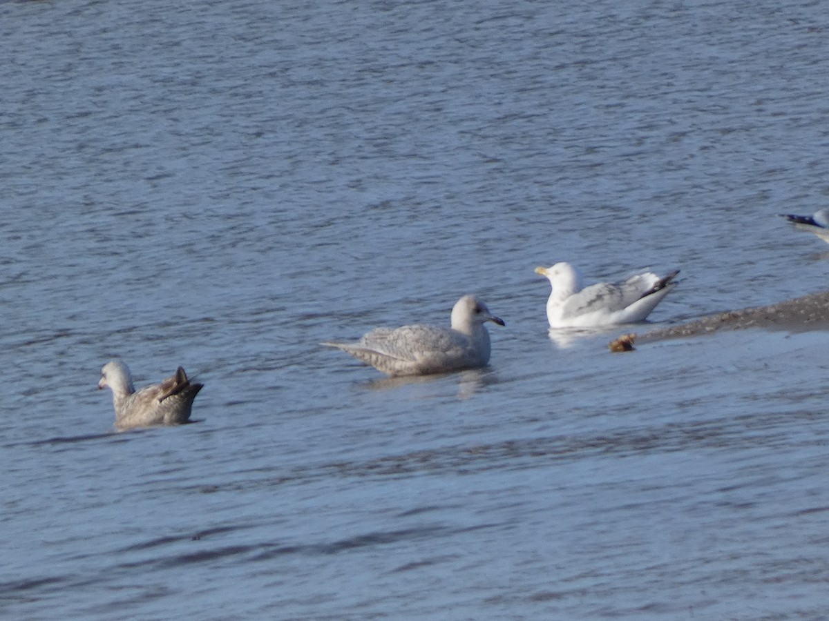 Grönland Martısı - ML647519466