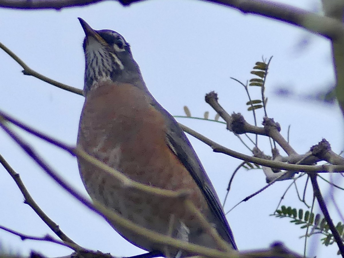 Göçmen Ardıç - ML647519469