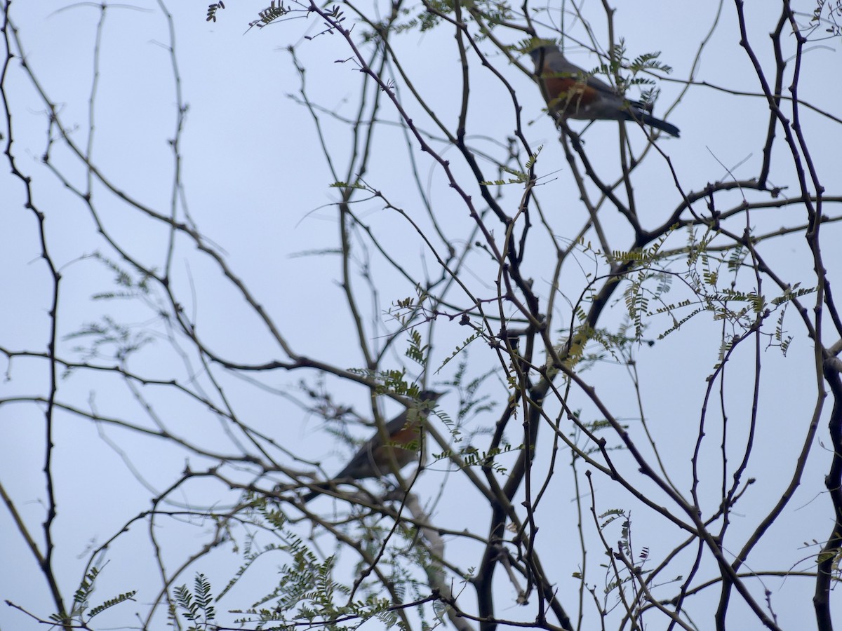 Göçmen Ardıç - ML647519470