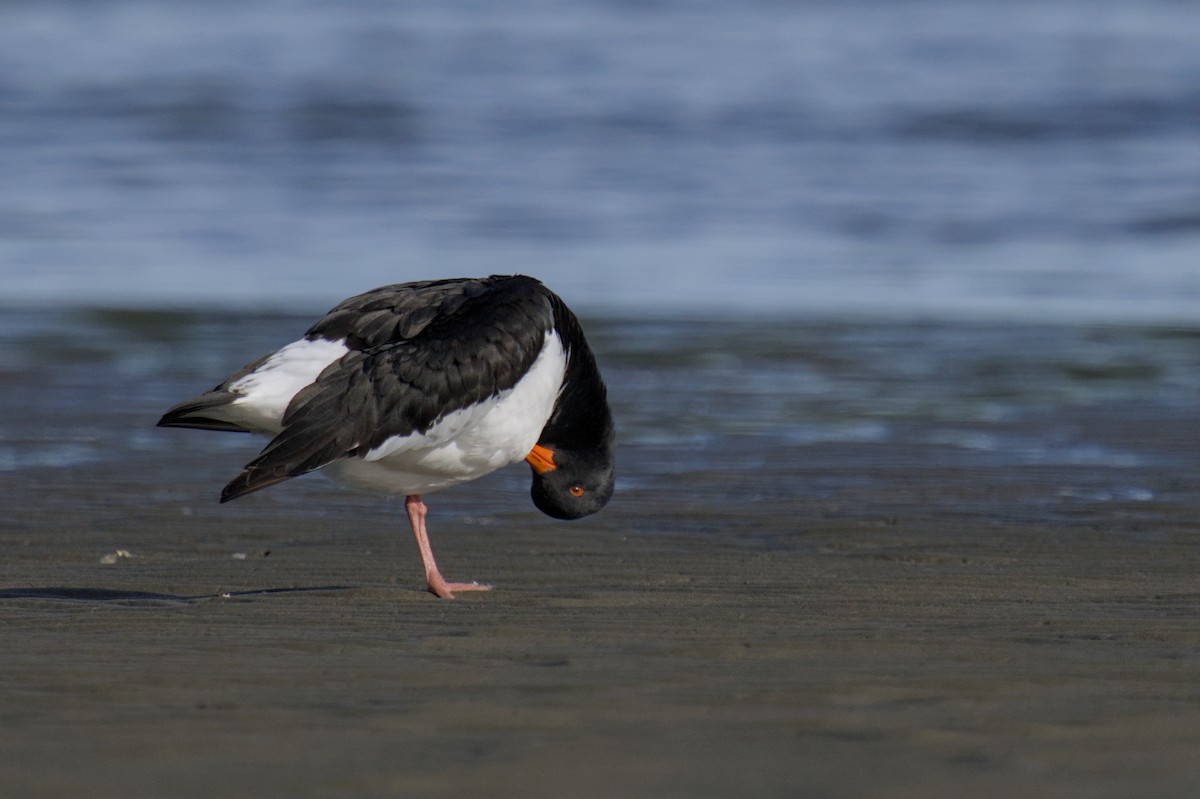 Güney Adası Poyrazkuşu - ML647519471