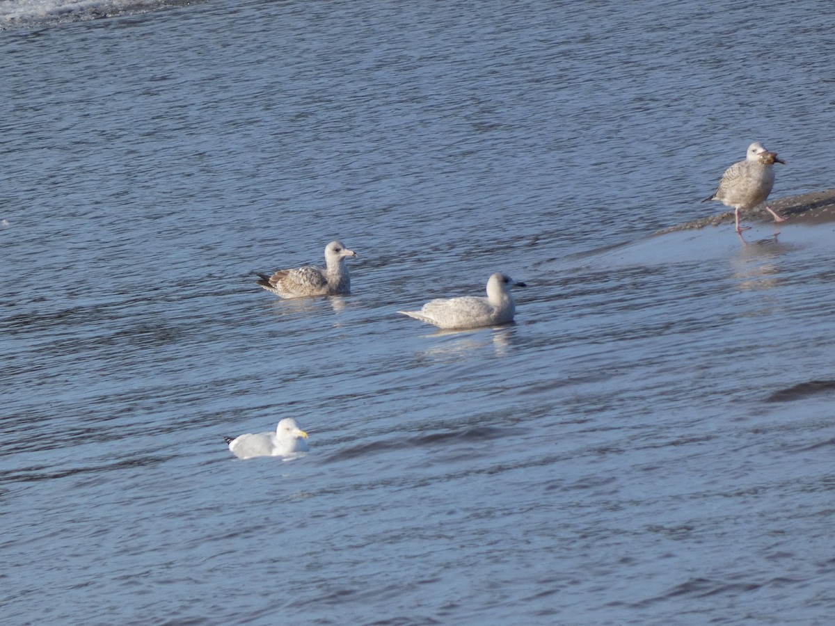 Grönland Martısı - ML647519473