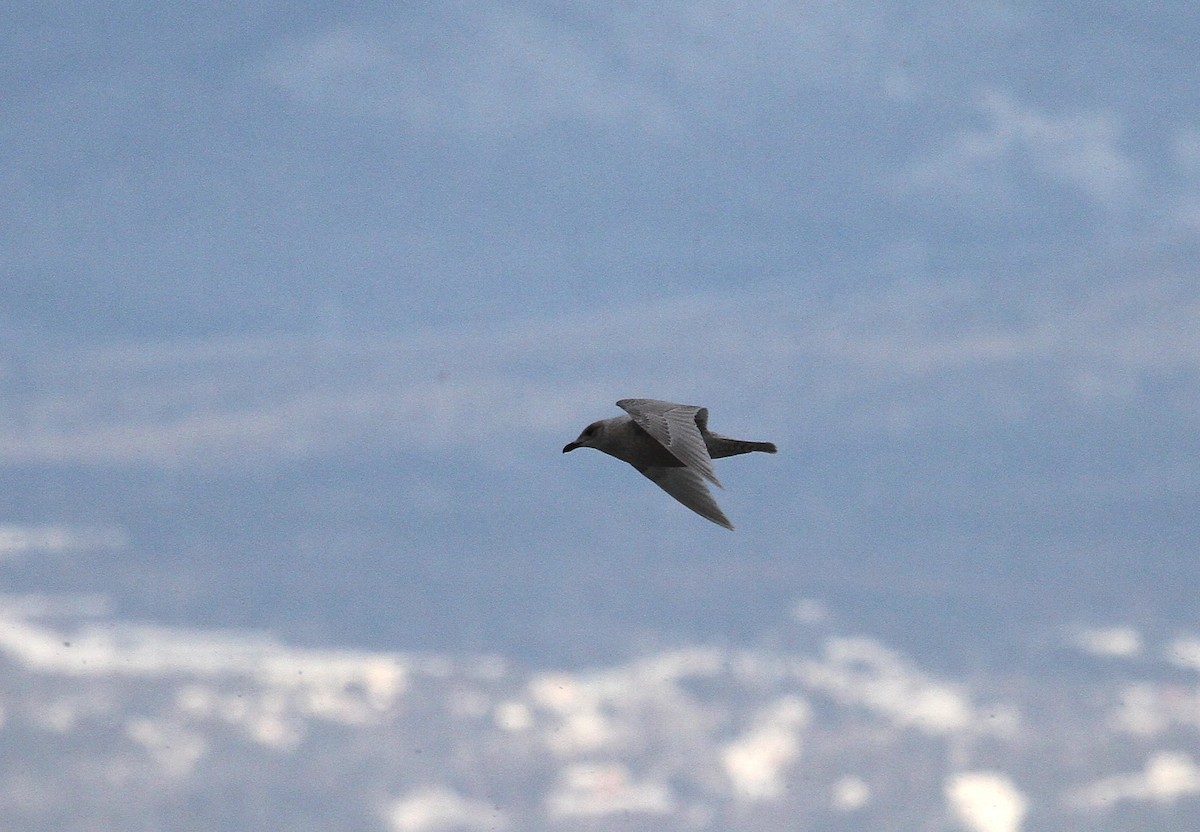 Grönland Martısı - ML647519474