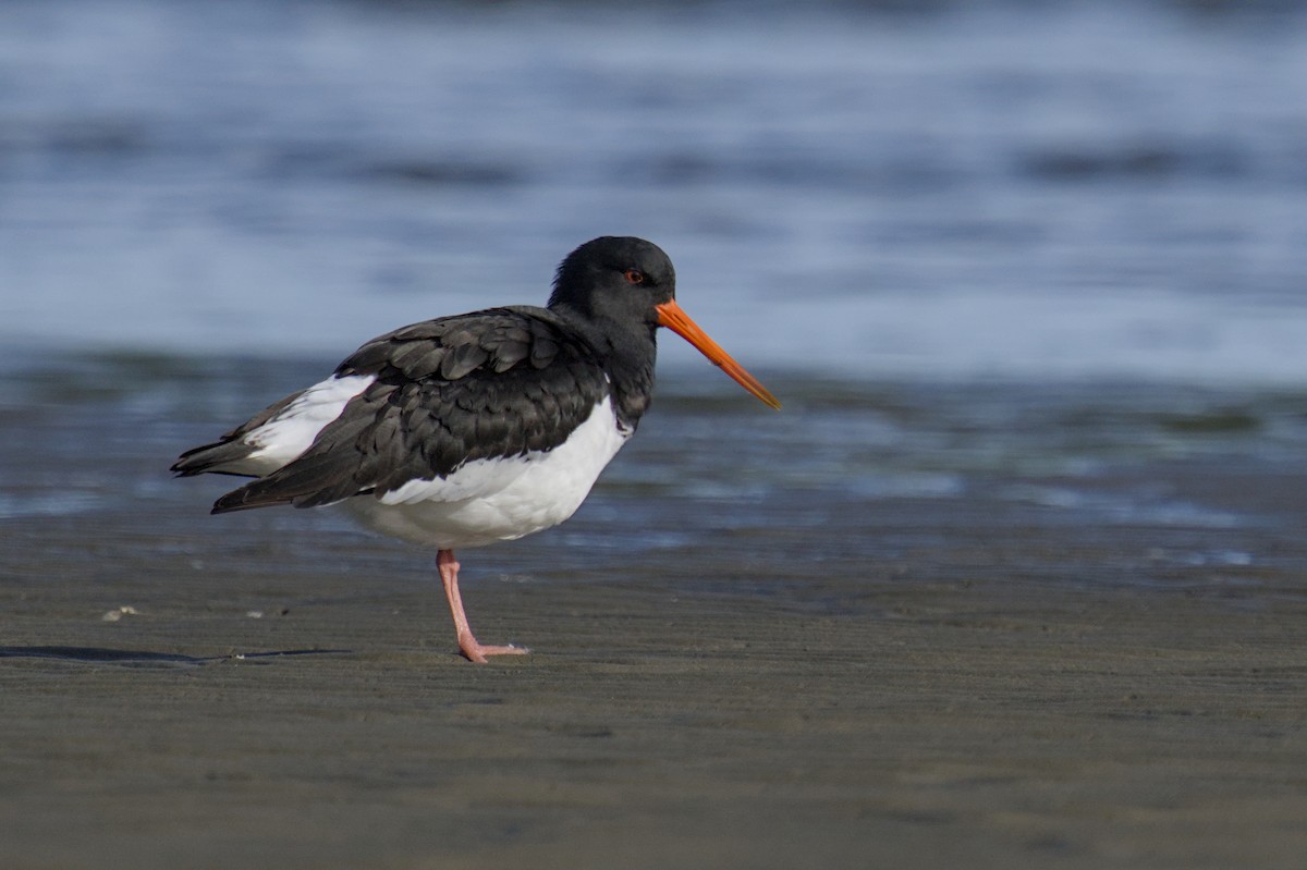 Güney Adası Poyrazkuşu - ML647519478