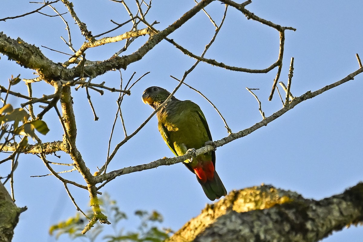 Pul Başlı Papağan - ML647519479