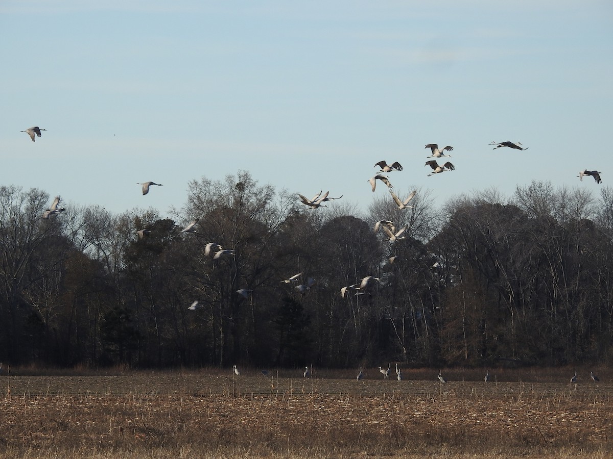 Kanada Turnası - ML647519480