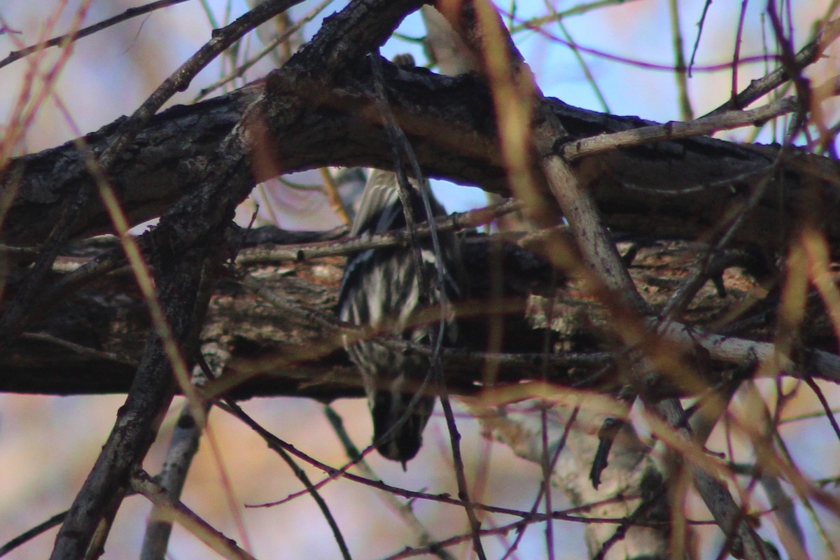 Tırmaşık Ötleğeni - ML647519484