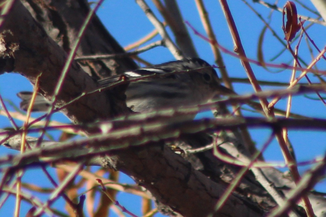 Tırmaşık Ötleğeni - ML647519485