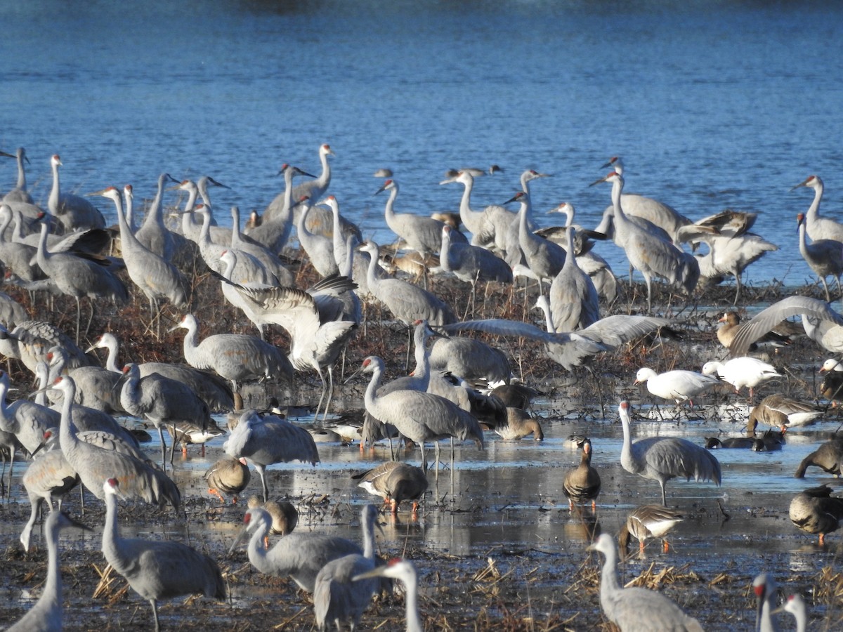 Kanada Turnası - ML647519486