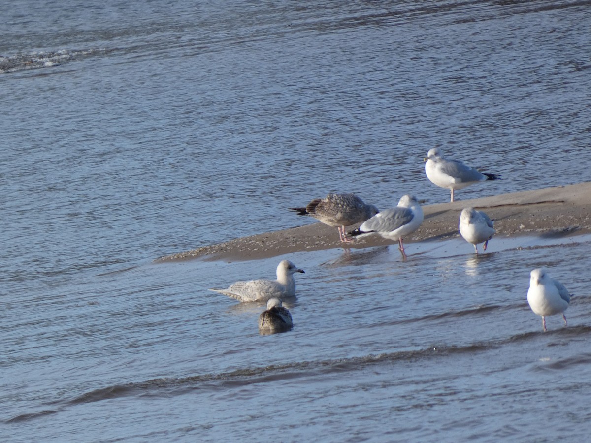 Grönland Martısı - ML647519489