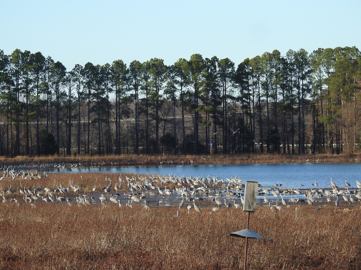 Kanada Turnası - ML647519492