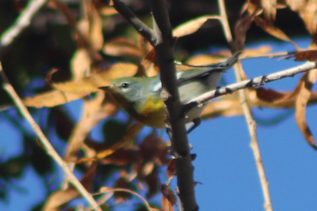 Northern Parula - ML647519500